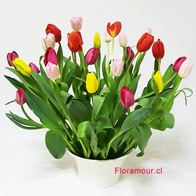 Espectacular y refinado arreglo de 30 tulipanes de colores variados en base pocillo cerámico. Tonos pueden variar según disponibilidad en la importación (Disponible solo para Santiago de Chile)